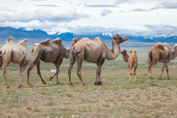 Wall Mural - Bactrian camels