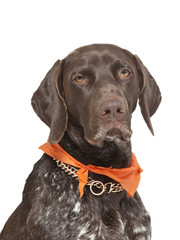 Sticker - German short haired pointer