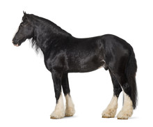 Shire Horse Standing Against White Background
