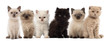 Group of British shorthair and British longhair kittens