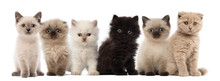 Group Of British Shorthair And British Longhair Kittens