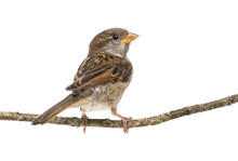 House Sparrow Standing On Branch Against White Background