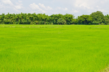 Green field in the country