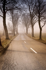 Wall Mural - road with trees