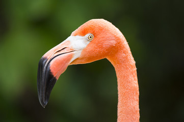 Obraz na płótnie portret flamingo ptak egzotyczny zwierzę