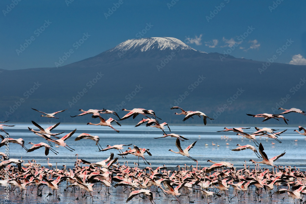 Uccelli con il Kilimangiaro - obrazy, fototapety, plakaty 