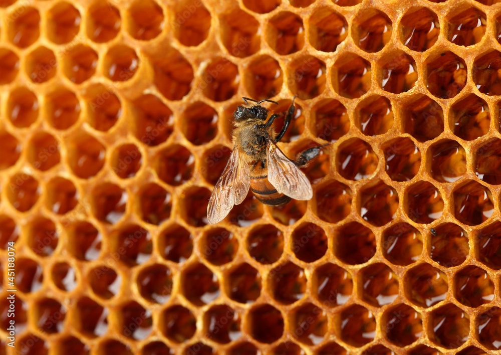 yellow beautiful honeycomb with honey and bee, background