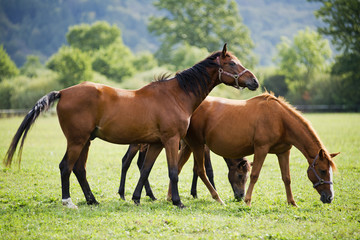 Naklejka rolnictwo fauna koń