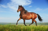 Fototapeta Konie - Beautiful brown horse running trot