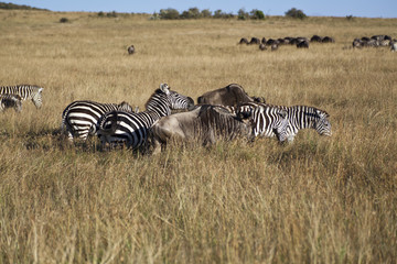 Zebra in Kenya