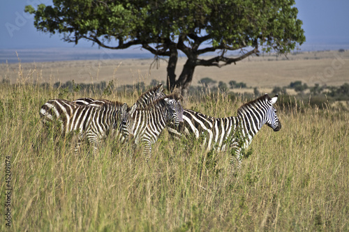 Board z aluminiowym obramowaniem Zebra w Kenii