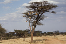 Weaver Birds In Kenya