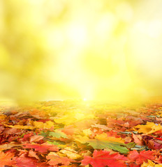 Fototapete - autumn background