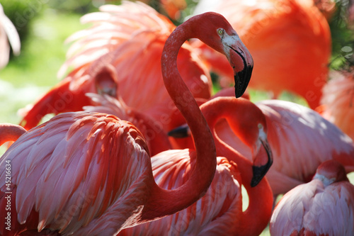 Naklejka - mata magnetyczna na lodówkę zoo,flamingo