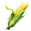 corncob with leaf