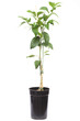 seedling citrus tree plant in the small pot , isolated on white