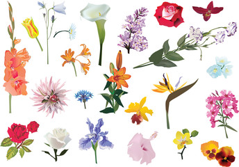 flowers set isolated on white