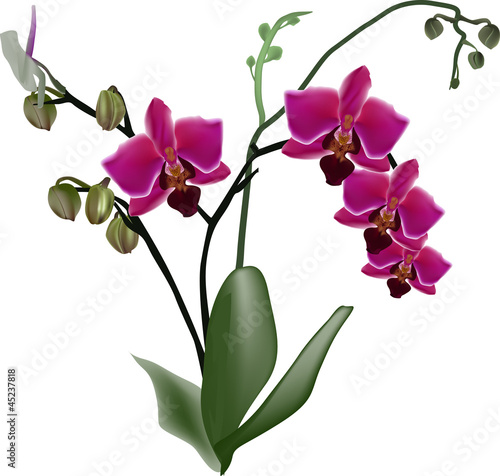 Obraz na płótnie canvas trzyczęściowy "tryptyk" Ciemnoróżowa orchidea oddziału z czterema kwiatami