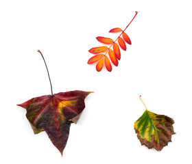 Wall Mural - Different autumn leaves on white background