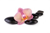Fototapeta Panele - Zen pebbles with pink orchid. Spa and health care concept