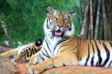 Wall Mural - Snarling tiger and looking camera