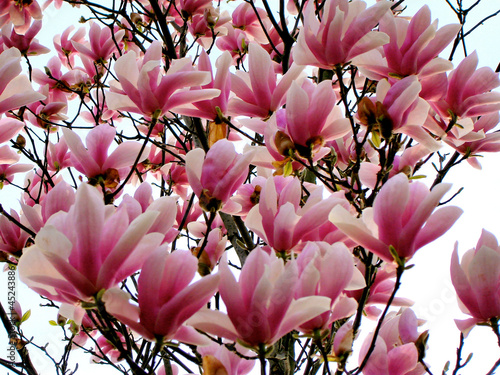 Board z aluminiowym obramowaniem Magnolia