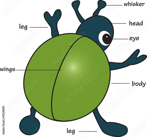 Tapeta ścienna na wymiar Cartoon bug. Vocabulary of body parts.