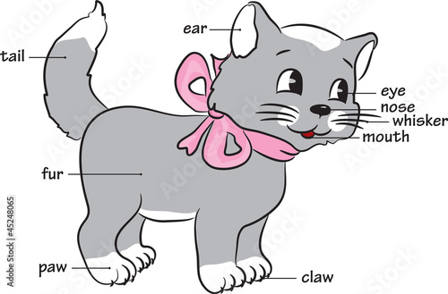 Naklejka na meble A cute cartoon cat.Vocabulary of body parts.