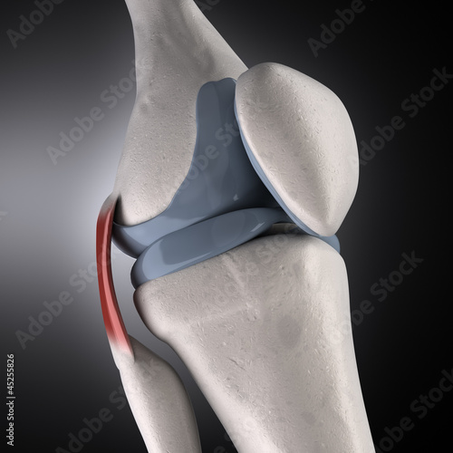 Naklejka nad blat kuchenny Human knee anatomy