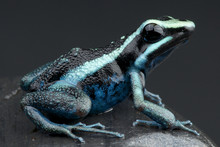 Poison Frog / Amereega Bassieri