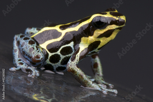 Board z aluminiowym obramowaniem Amazon dart frog / ranitomeya ventrimaculata