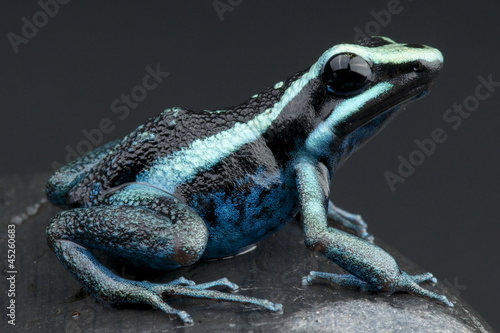 Board z aluminiowym obramowaniem Poison frog / amereega bassieri