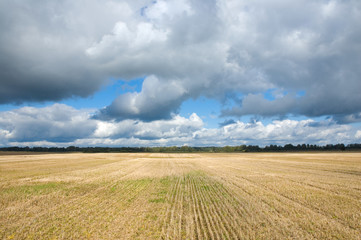 Wall Mural - Stubble field