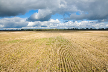 Wall Mural - Stubble field