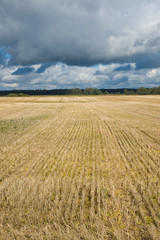 Wall Mural - Stubble field