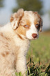 © pfotastisch - Miniature Australian Shepherd