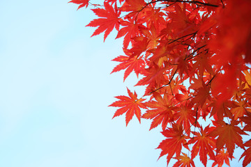 Wall Mural - autumn maple leaves
