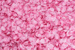 canvas print picture - Petali di rosa