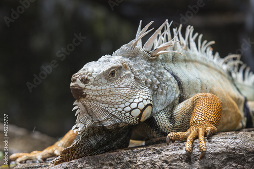 Fotoboard na płycie Iguana