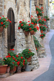 Geranium flowers in streets of Assisi, Umbria, Italy