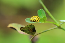 Small Yellow Ladybug On A Green Leaf