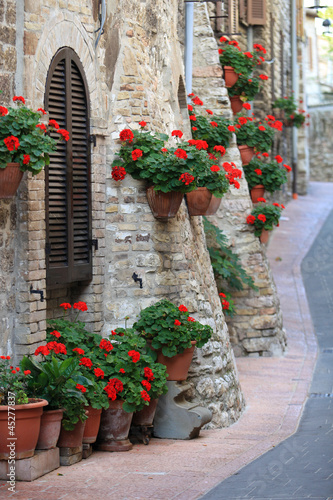 Fototapeta na wymiar Geranium flowers in streets of Assisi, Umbria, Italy