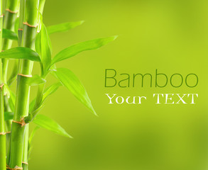 Wall Mural - Bamboo background with copy space