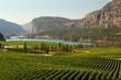 Okanagan Valley Vineyard Scenic, British Columbia
