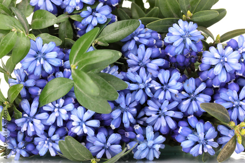 Naklejka samoprzylepna Muscari - hiacynt na białym
