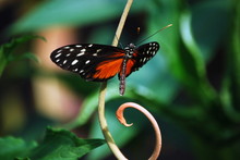 A Golden Helicon Butterfly On A Curved Stalk.