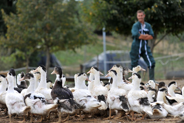 Ducks outside de farm and farmer in background