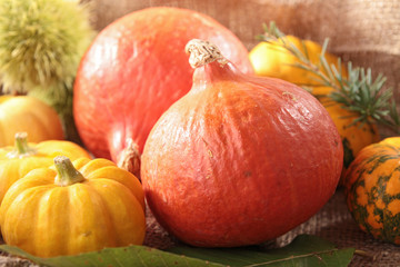 Wall Mural - pumpkin