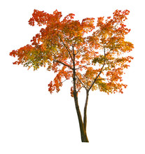 Red Autumn Maple Tree Isoalted On White