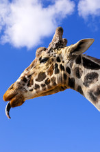 Profile Of A Giraffe With Tongue Sticking Out